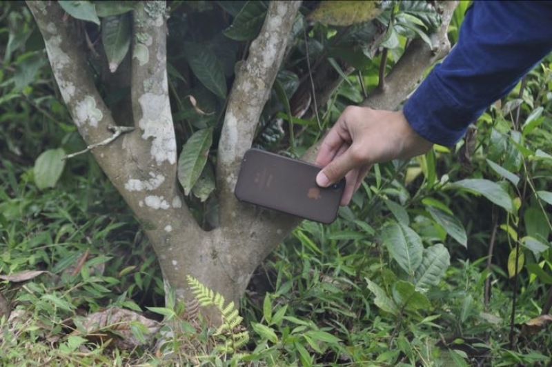 老树茶