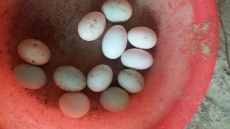 绿壳鸡蛋食用50~60g