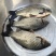 鲫鱼饲料