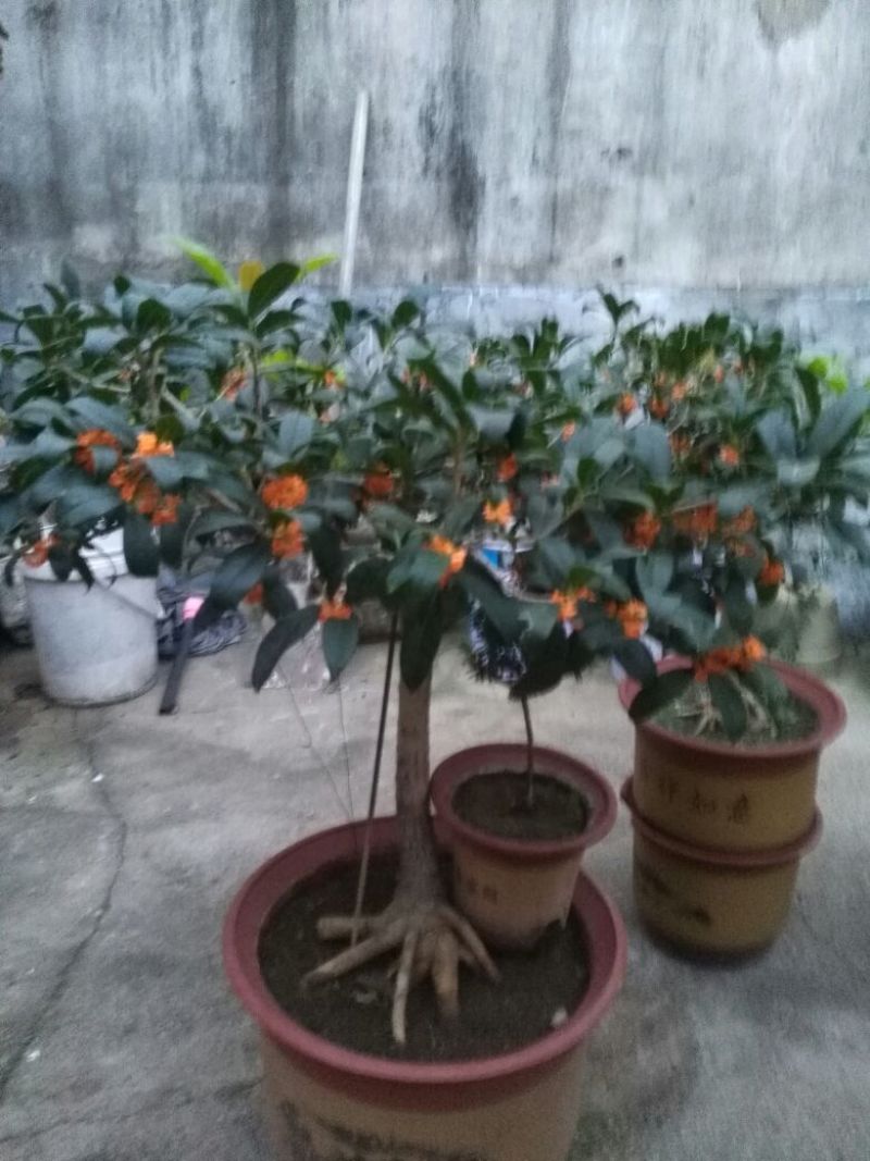 流苏5cm以下