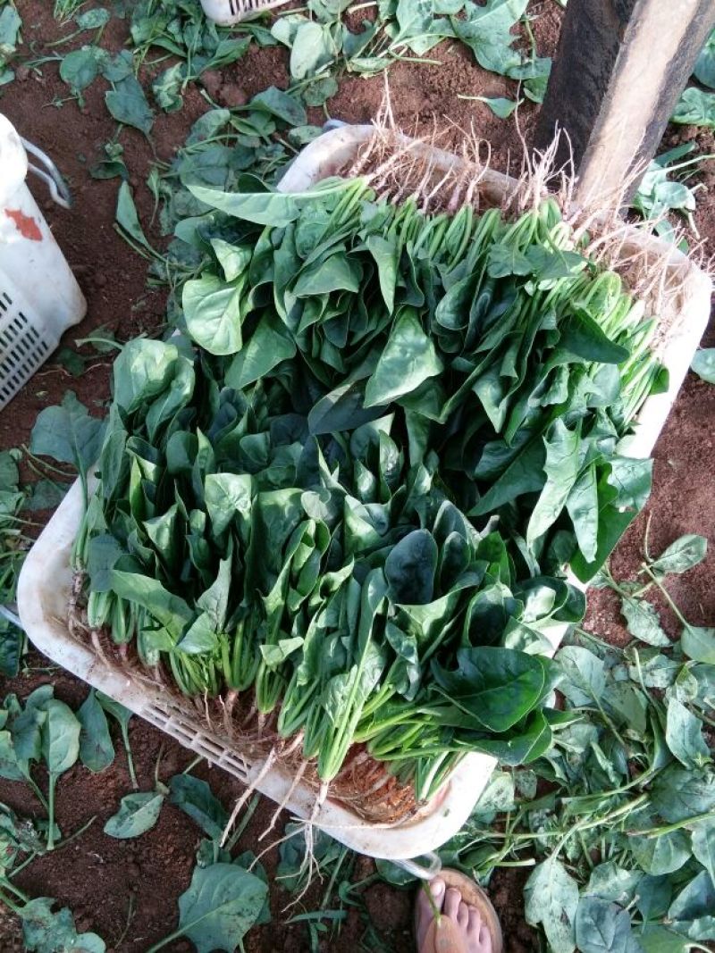 夏菠菜20~25厘米