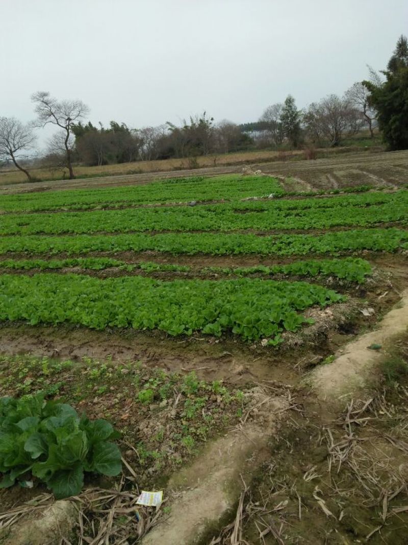 菜苔