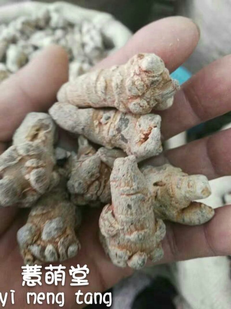 三七40头选货