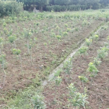 杨梅树30~50cm