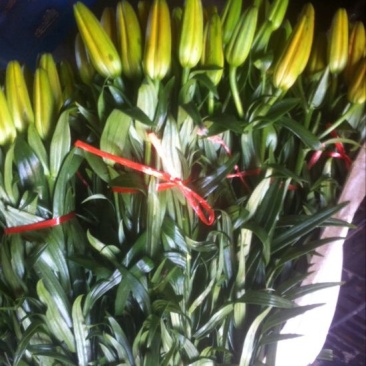 百合鲜切花3~4凌源鲜花长年批发