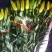 百合鲜切花3~4凌源鲜花长年批发