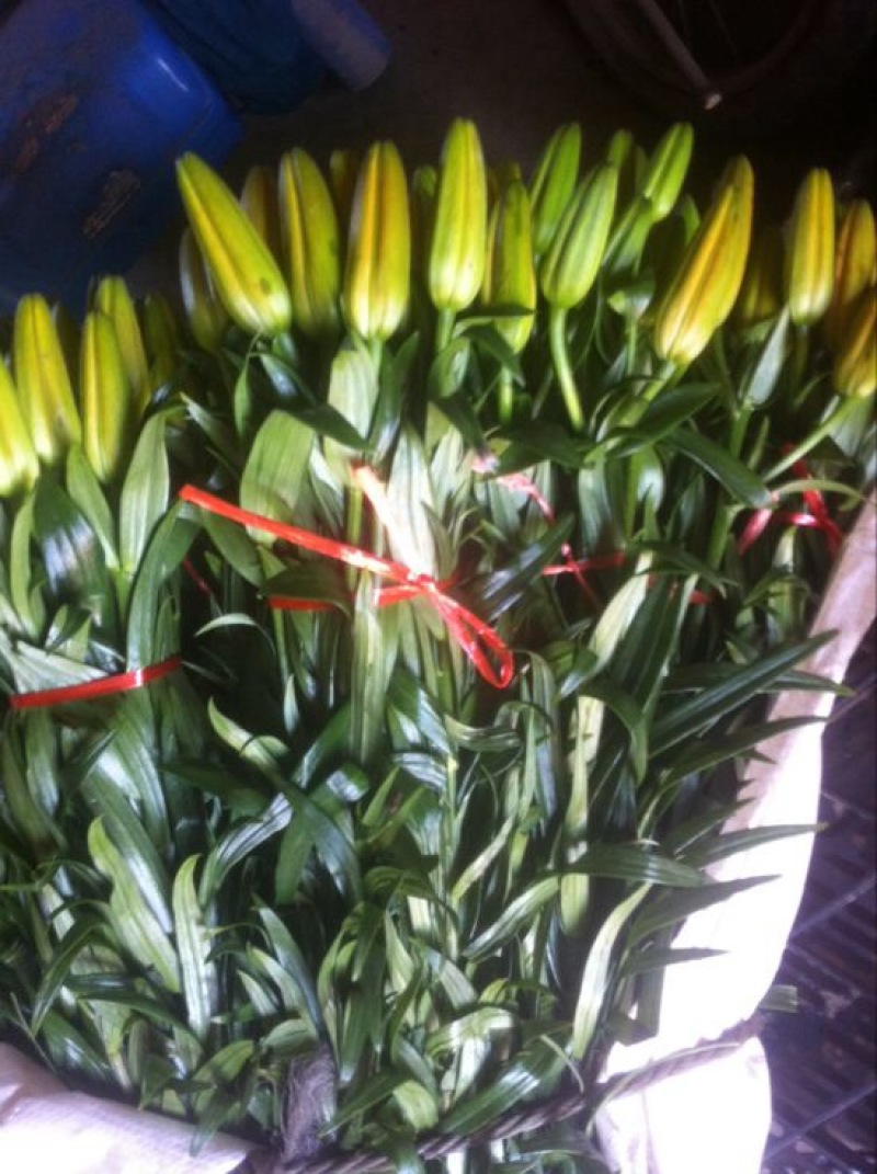 百合鲜切花3~4凌源鲜花长年批发