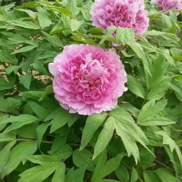 牡丹苗10cm以下
