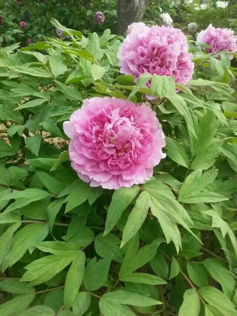 牡丹苗10cm以下