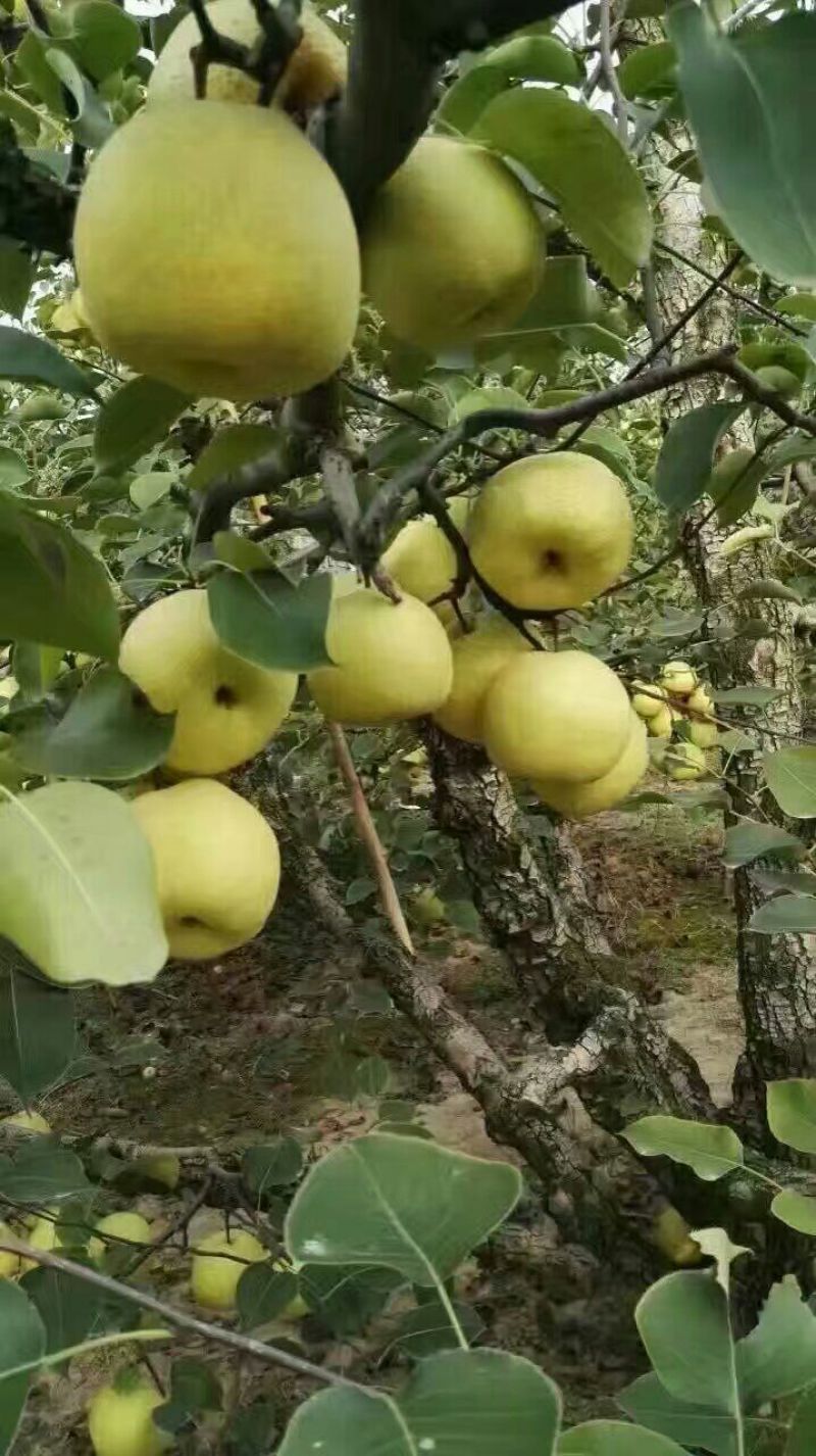 砀山梨250~300g纸箱