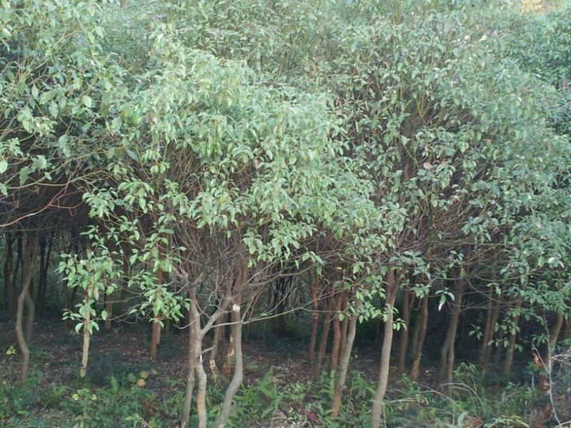 香樟8~10cm10~12cm8~10cm3.5~4