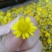 野菊花统货