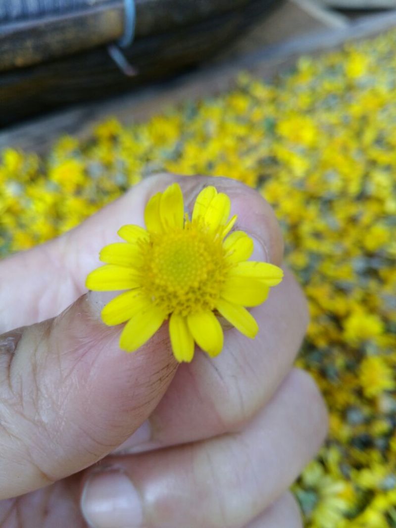 野菊花统货