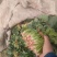 黑叶菠菜20~25厘米