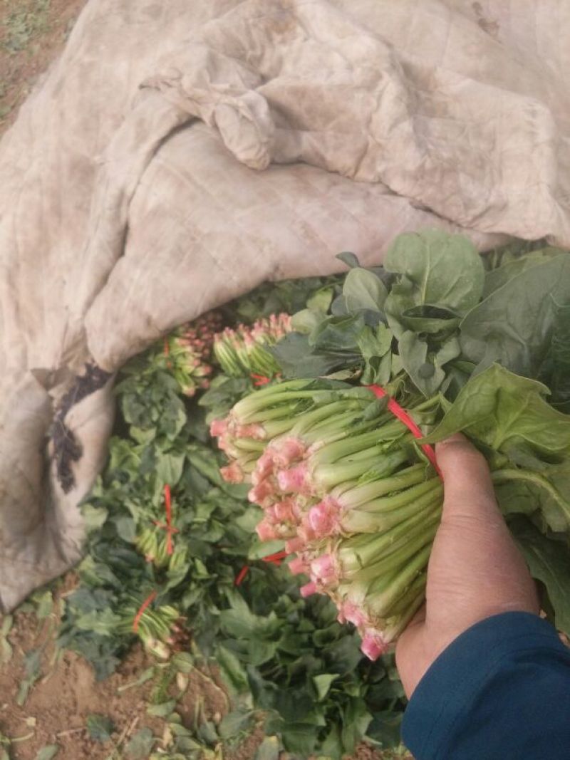 黑叶菠菜20~25厘米