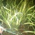 韭黄头茬60~70公分