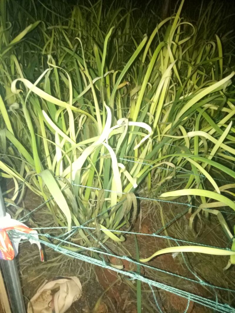 韭黄头茬60~70公分