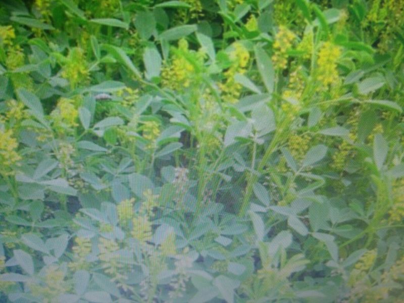 草木樨种子95%以上