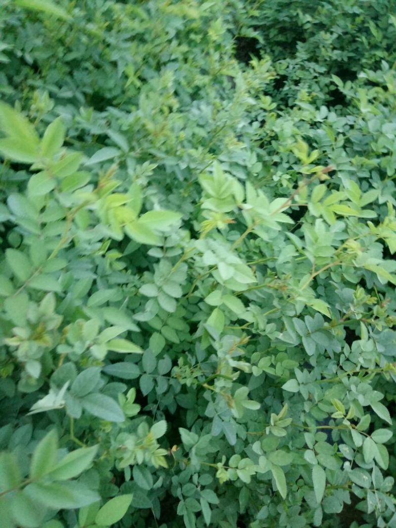 蔷薇花30~50cm