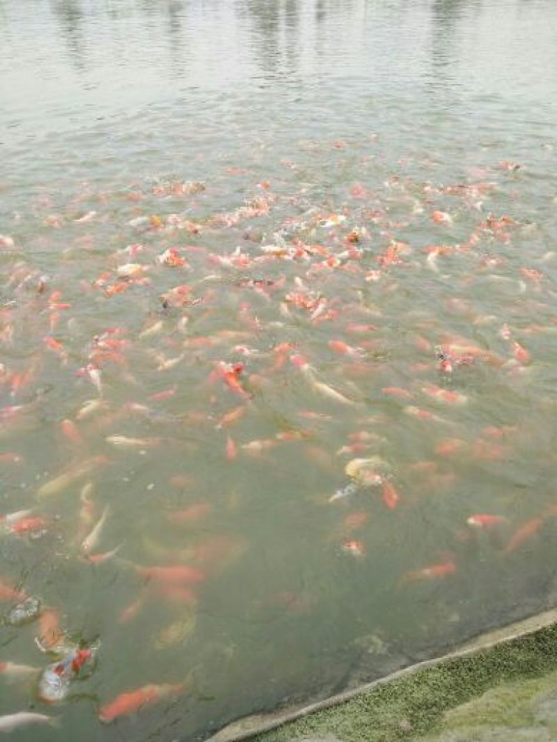 锦鲤鱼苗7两