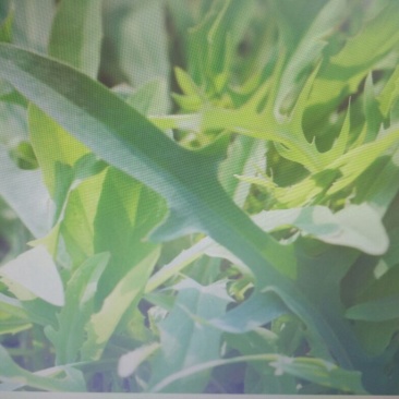 苦荬菜