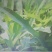 苦荬菜