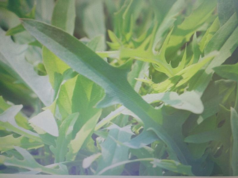 苦荬菜