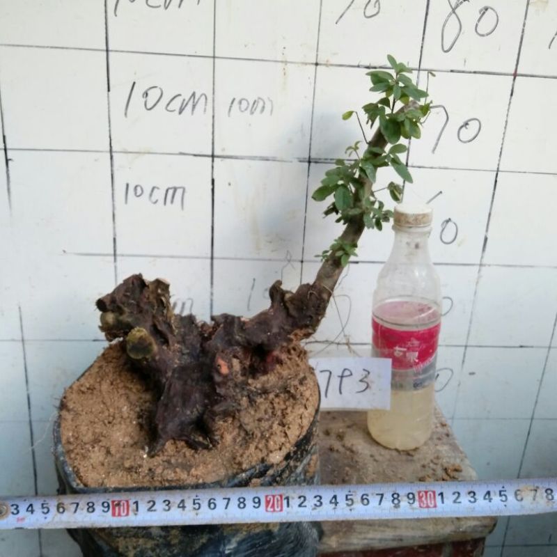 映山红5cm以下