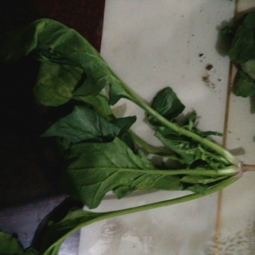 越冬菠菜20~25厘米