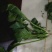 越冬菠菜20~25厘米