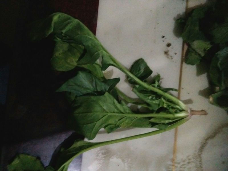 越冬菠菜20~25厘米