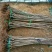矮化樱桃苗矮化大樱桃树矮化樱桃苗批发矮化樱桃苗基地
