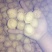 新疆185核桃30mm以上去皮干