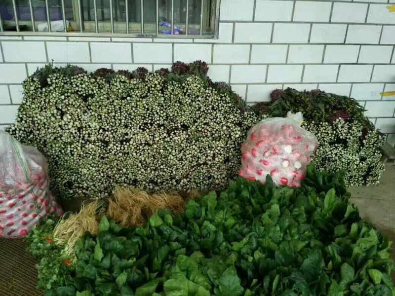 白菜苔30~40厘米