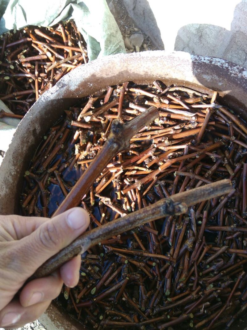 巨峰葡萄苗1年30~50cm