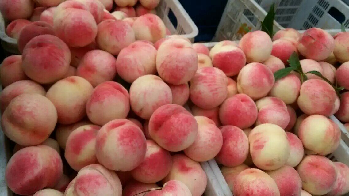 突围桃河南新乡市延津县_批发_供应-一亩田农