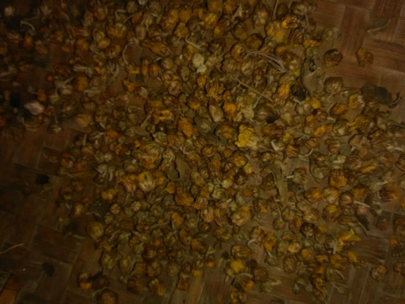 野菊花颗粒
