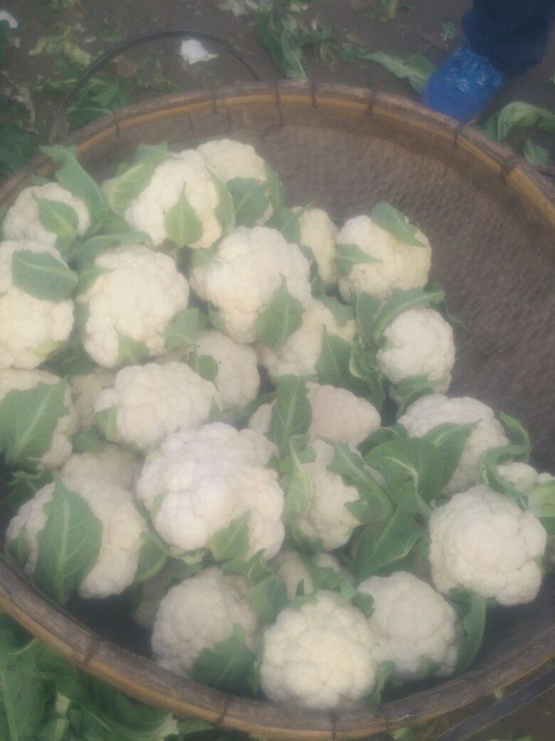 白花菜包装