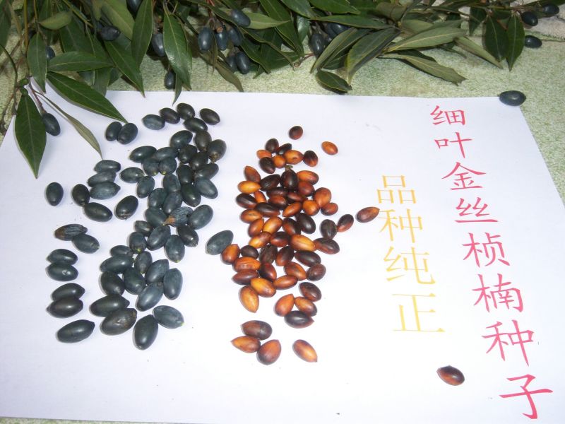 金丝楠木苗小叶桢楠苗出金丝率99%的优质木材