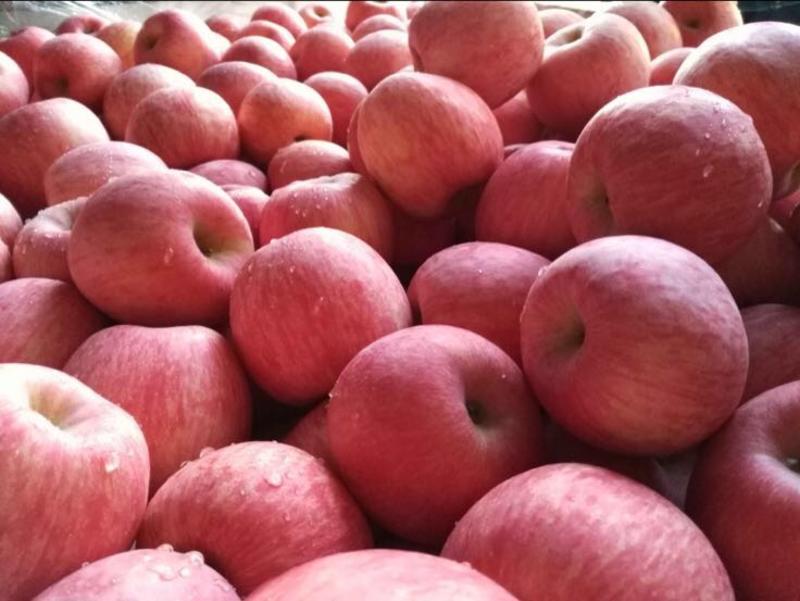 山东红富士苹果产地一手货源口感脆甜常年供货