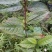 金花茶树苗防普金花茶苗凹脉一年开花保正品假一罚百