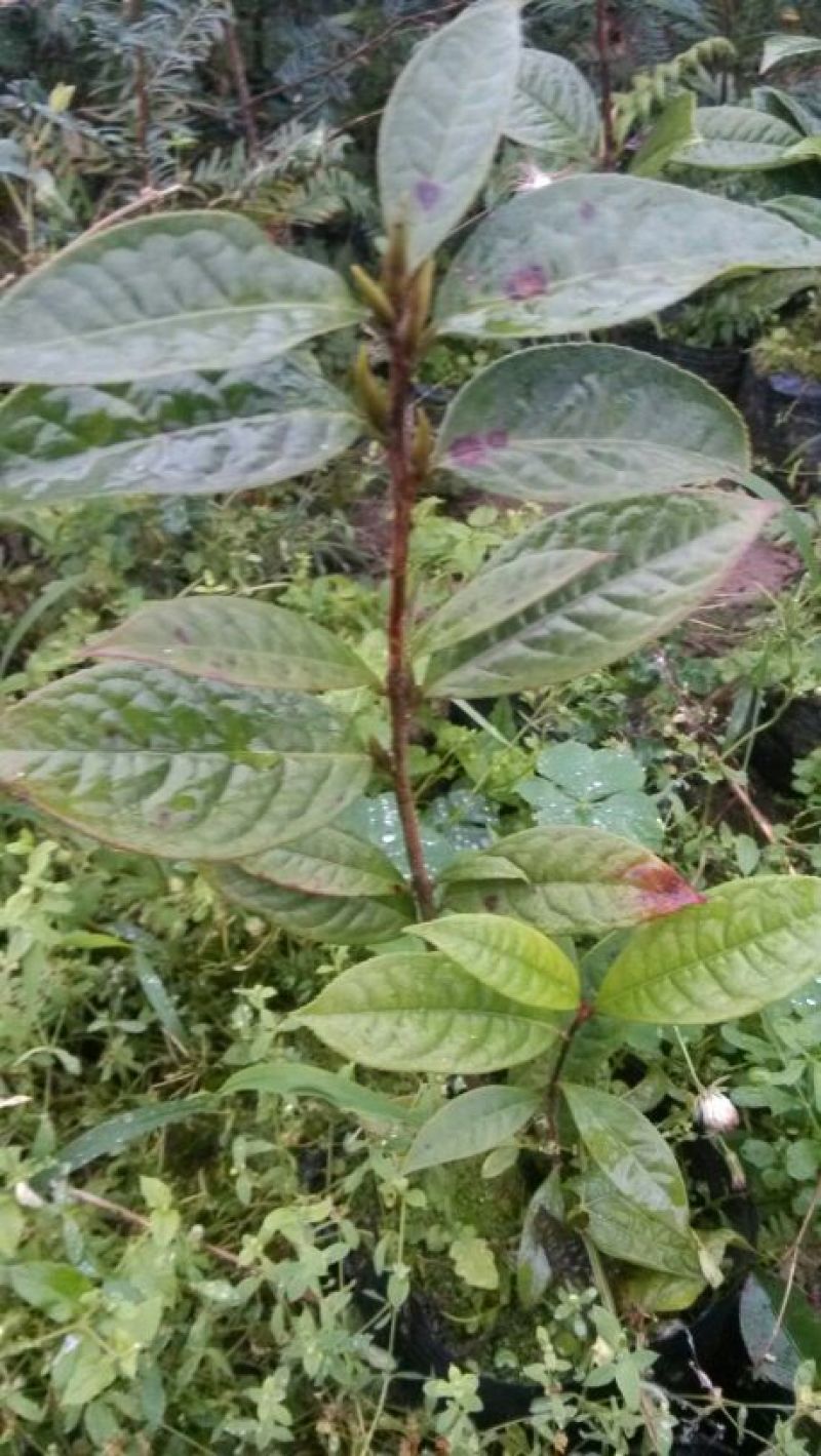 金花茶树苗防普金花茶苗凹脉一年开花保正品假一罚百