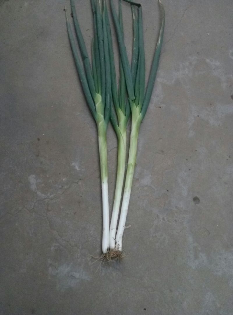 长白大葱净葱3cm左右