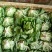 奶油生菜3两~4两