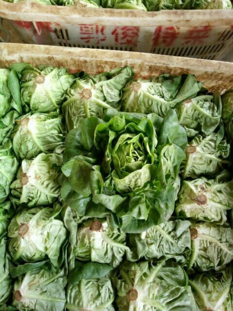 奶油生菜3两~4两