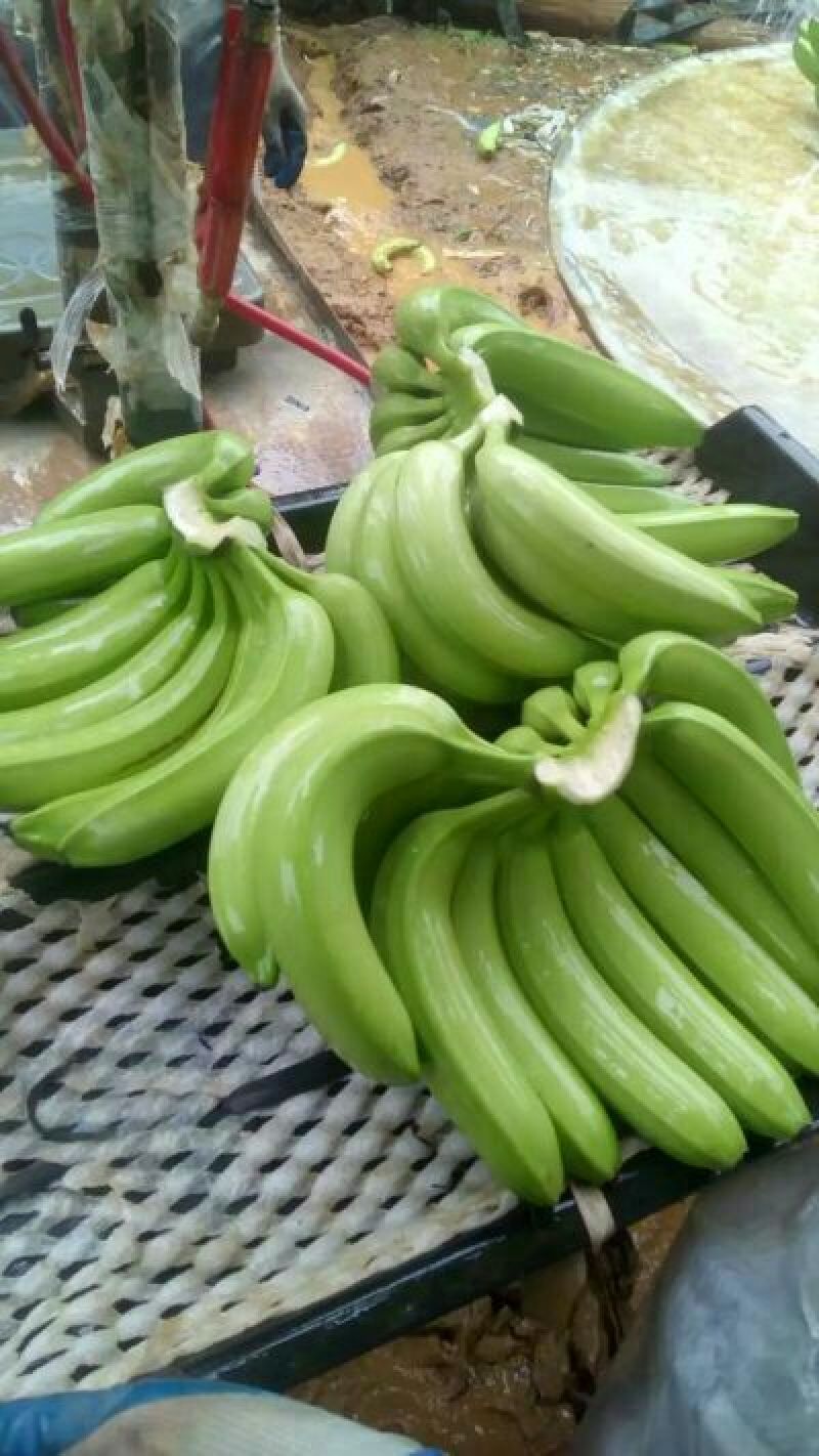 威廉斯香蕉七成熟