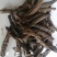 仙茅