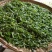 百年大树茶特级