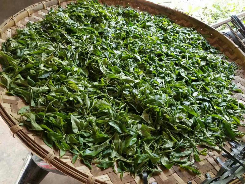 百年大树茶特级
