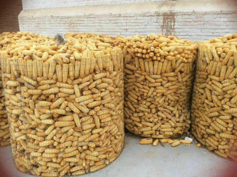 鲜玉米20~30%